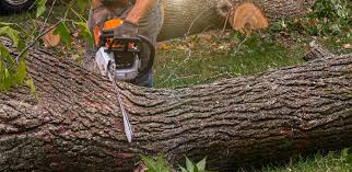 Best Commercial Tree Services  in USA